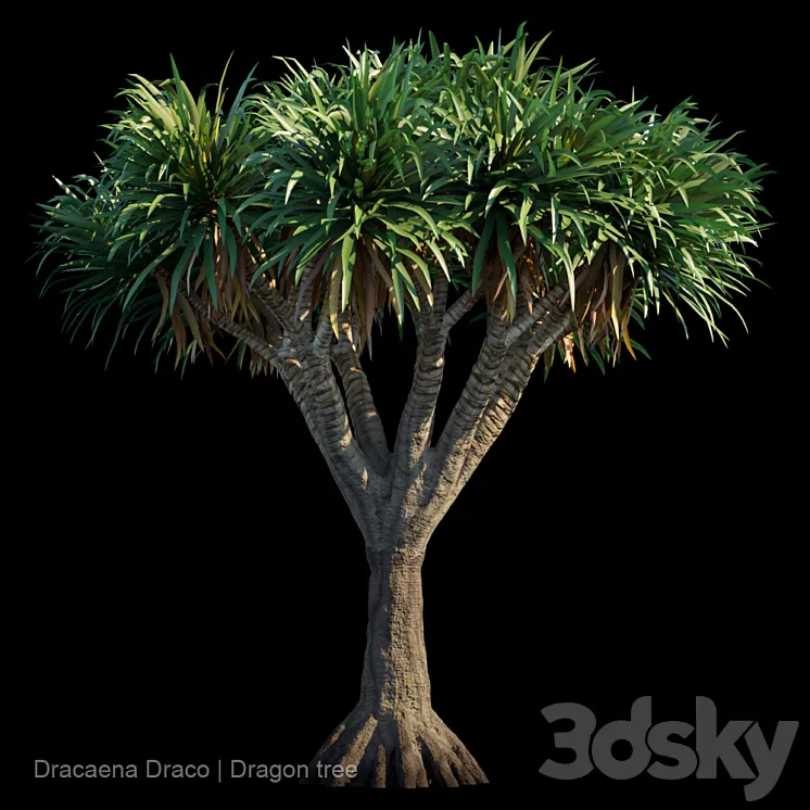 Dracaena Draco | Dragon tree 3DS Max