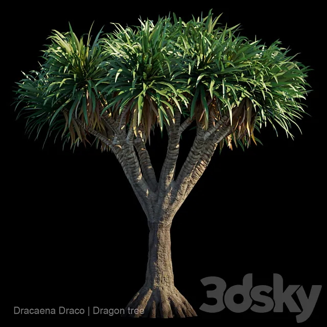 Dracaena Draco | Dragon tree 3DSMax File