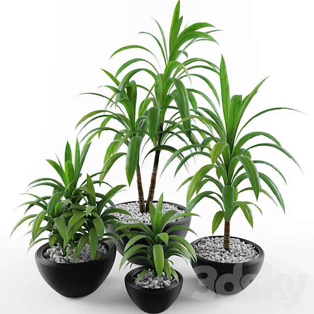 Dracaena fragrans 3DS Max Model