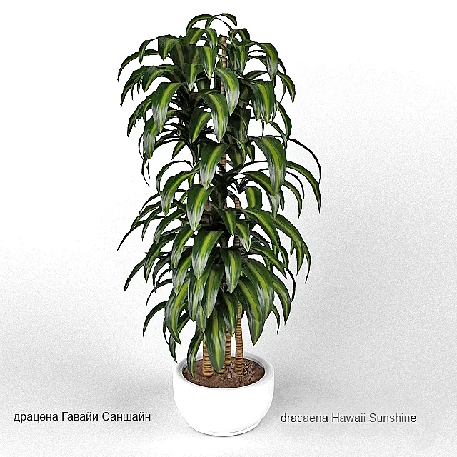 dracaena Hawaii Sunshine 3DS Max Model