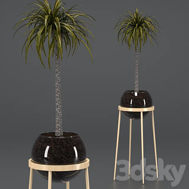 Dracaena in a glass pot 3DS Max Model