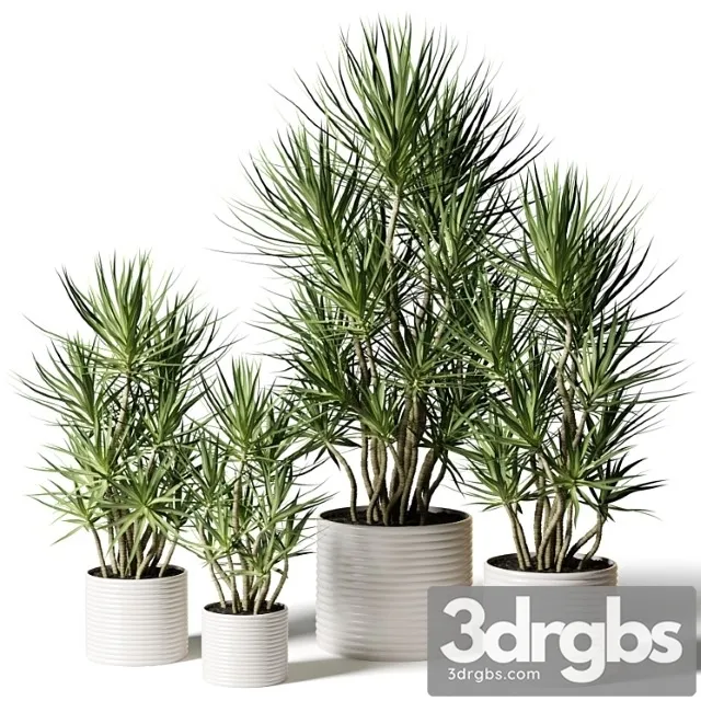 Dracaena in assortment