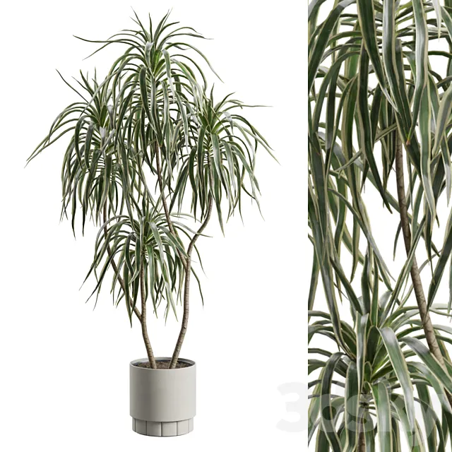 Dracaena Variegata 3ds Max