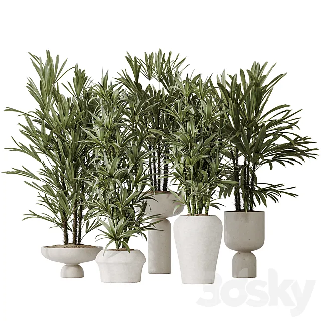 Dracaena Warneckii Lemon and Rhapis Excelsa vases 3DS Max Model