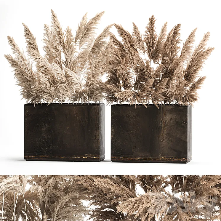 Dried flower bouquet of dried reeds in a rusty metal pot from pampas grass Cortaderia. 273. 3DS Max