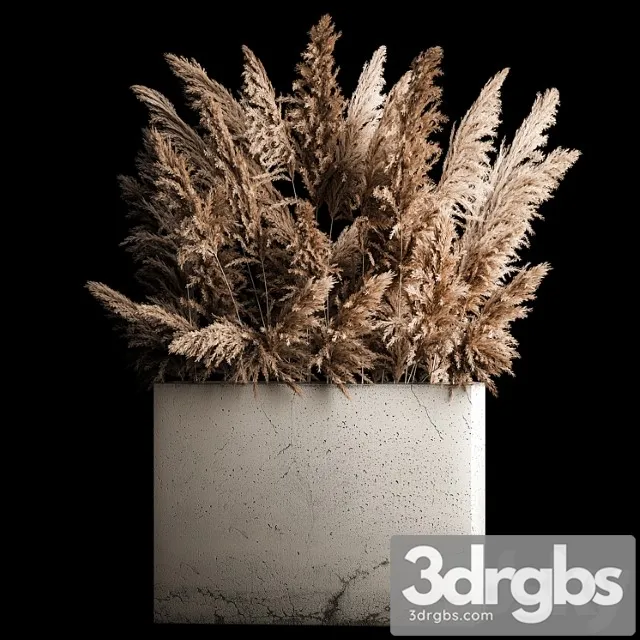 Dried Flower Bouquet of Pampas From Dry Reeds in a Concrete Flowerpot Made from Pampas Grass Cortaderia 268 3dsmax Download