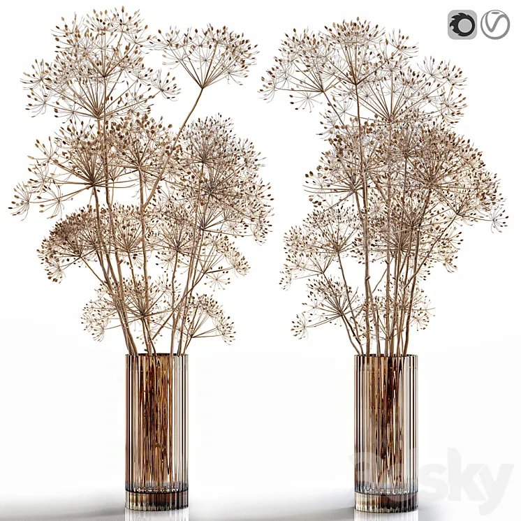 Dry flowers 7 Heracleum 3DS Max