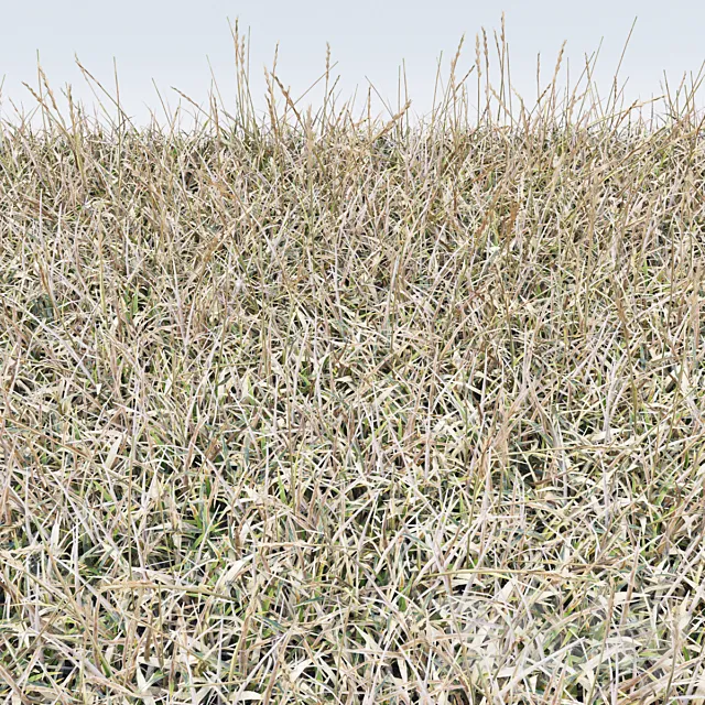 dry grass 3ds Max