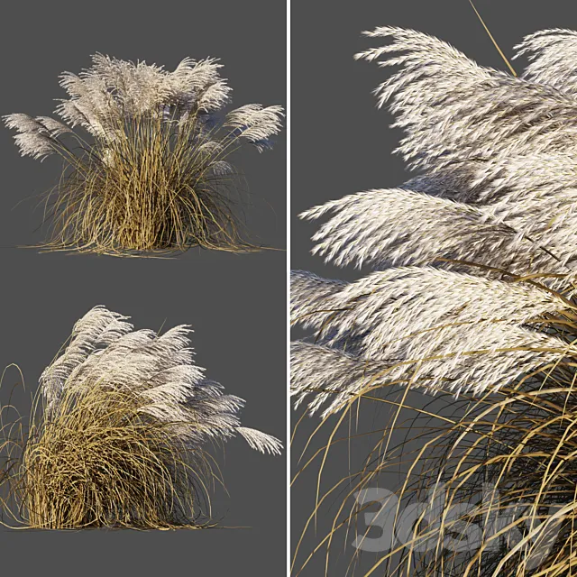 Dry Miscanthus Chinese _ Dry Miscanthus sinensis 3DS Max Model