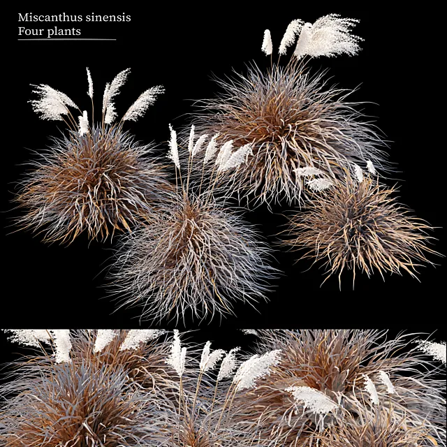 Dry miscanthus sinensis 3ds Max