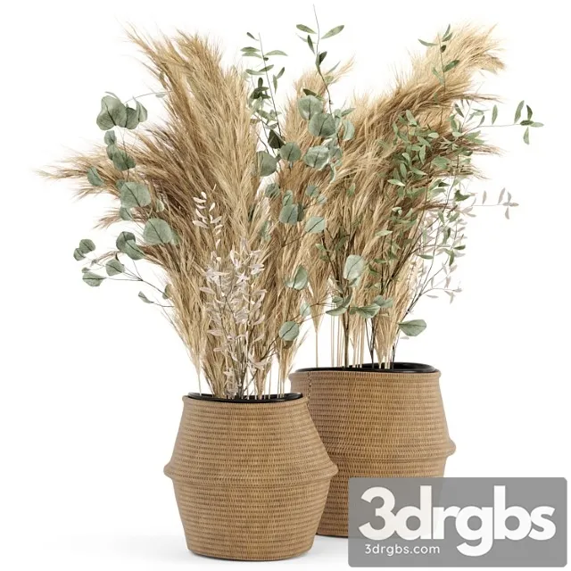 Dry plants 20 – dried plantset pampas set with wicker basket