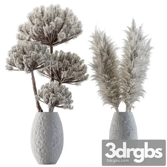 Dry plants 22 – big pampas asteroid pot