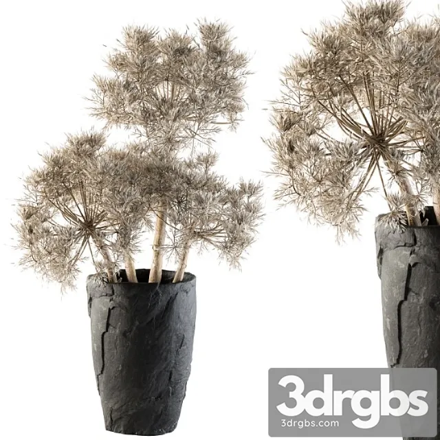 Dry plants 32 – dried plant