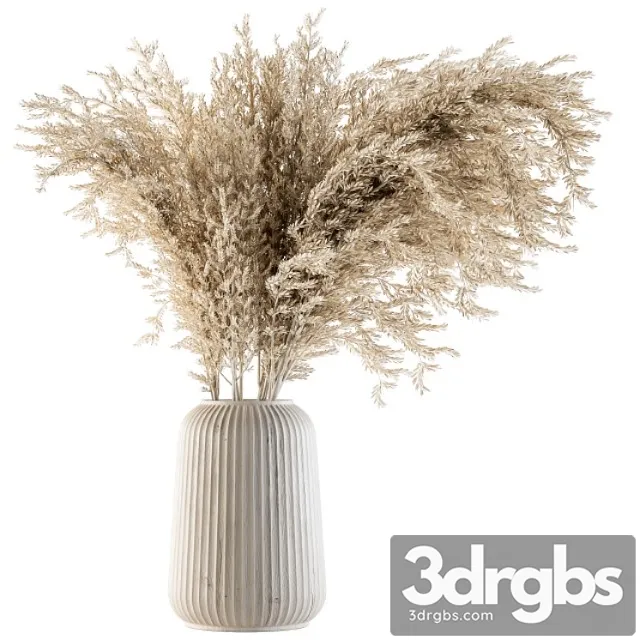 Dry plants 36 – dried plant pampas