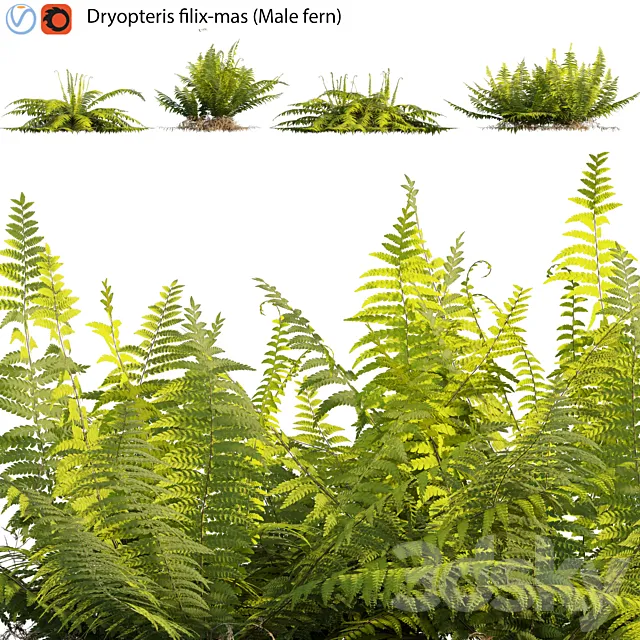 Dryopteris filix-mas – Male fern -02 3ds Max