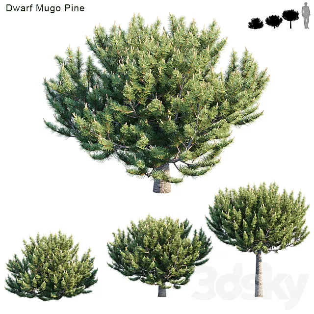 Dwarf Mugo Pine # 2 3ds Max