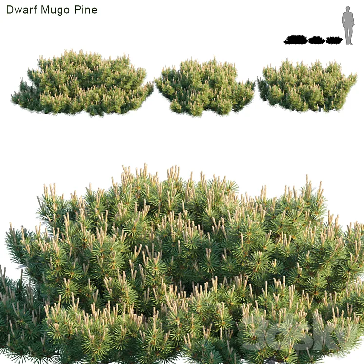 Dwarf Mugo Pine | Creeping pine 3DS Max