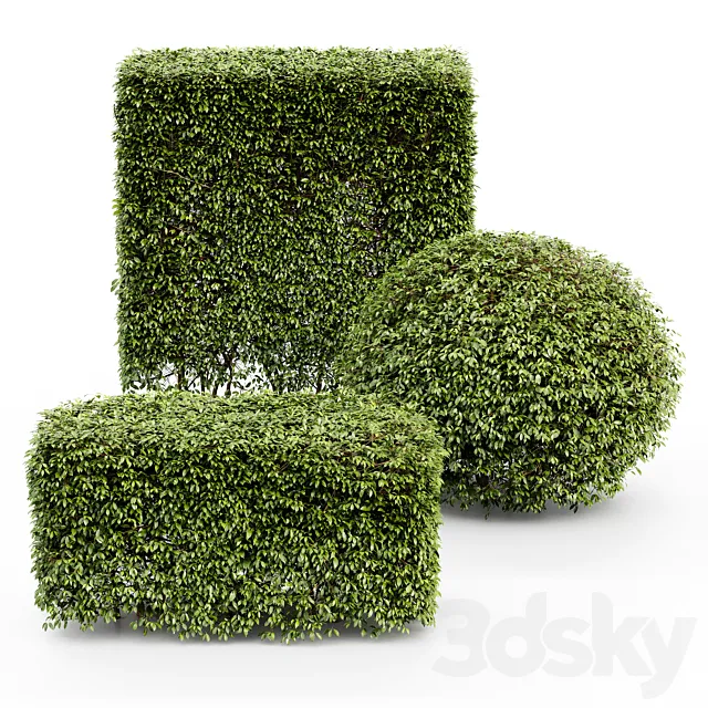 Dwarf Yaupon Holly – Spherical + Box hedge 3ds Max