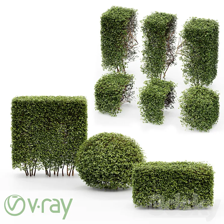 Dwarf Yaupon Holly – Spherical + Box hedge 3DS Max