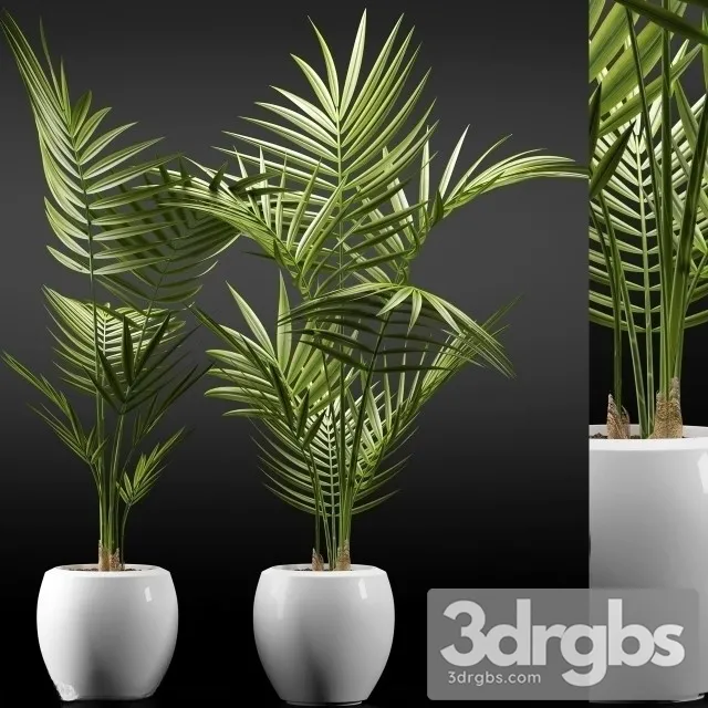 Dypsis Lutescens 2 3dsmax Download