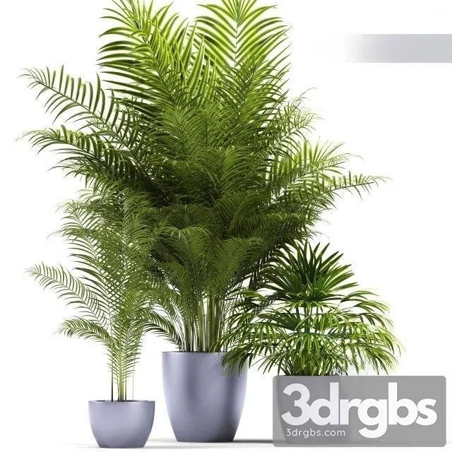 Dypsis Lutescens 3dsmax Download