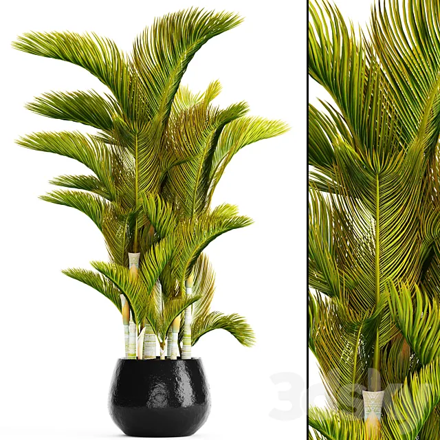 Dypsis lutescens – Dyssic yellowish Dipsis yellowish ornamental palm tree tropical exotic thickets plant flowerpot pot 3DS Max Model