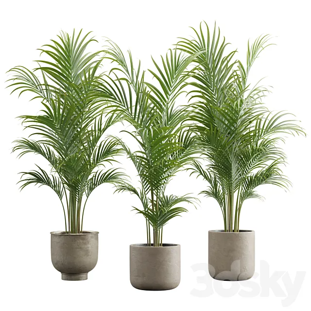 Dypsis Lutescens Set – Areca Palm 3ds Max