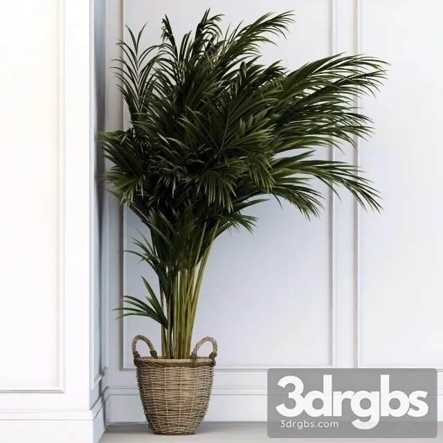 Dypsis Plant 3dsmax Download