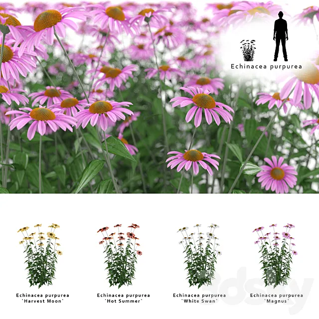 Echinacea purpurea bush | Echinacea purpurea 3DS Max Model