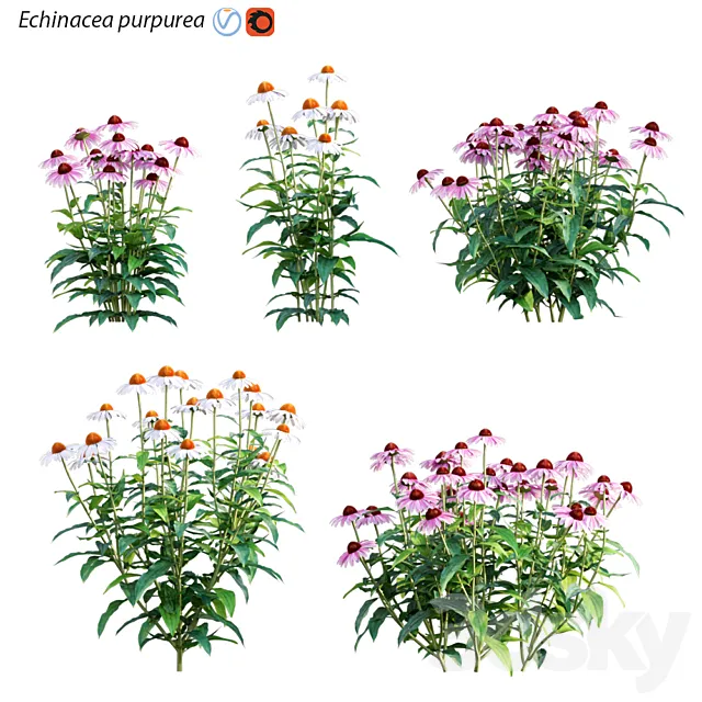 Echinacea purpurea – Coneflower 3ds Max