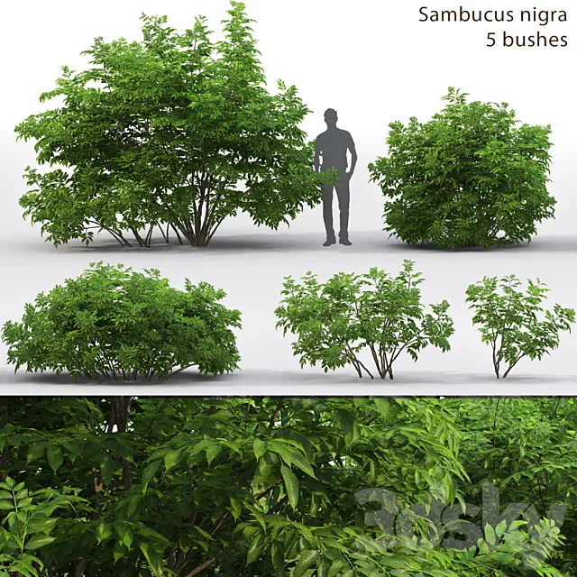 Elderberry | Sambucus nigra # 3 3DS Max Model