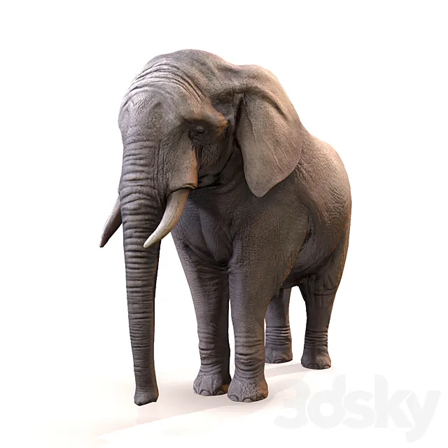Elephant _ Elephant 3DSMax File
