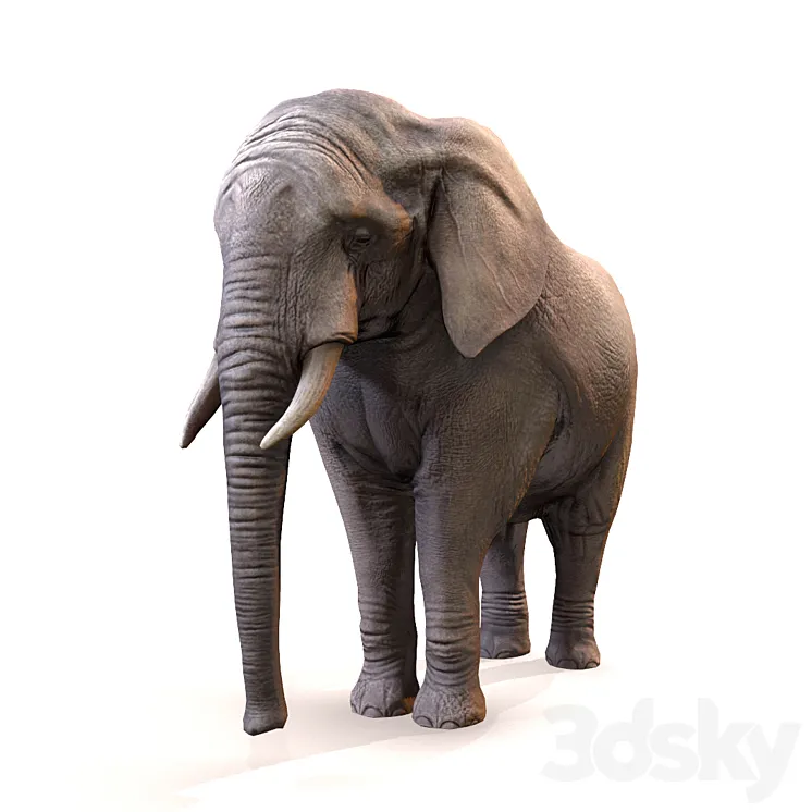 Elephant \/ Elephant 3DS Max