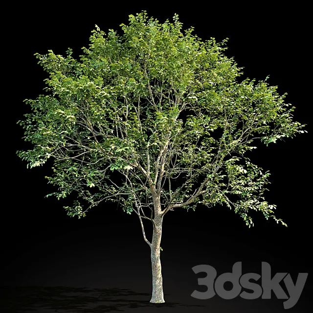 Elm (Elm) 8 m 3DSMax File