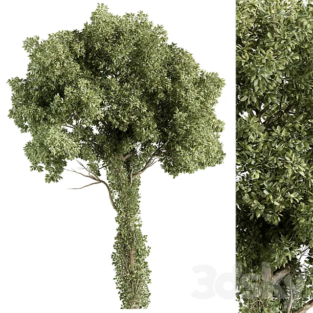 Elm Tree – Tree Set 230 3ds Max