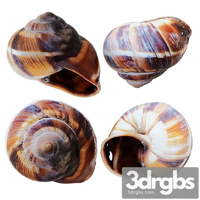 Empty Shell Snail 3dsmax Download