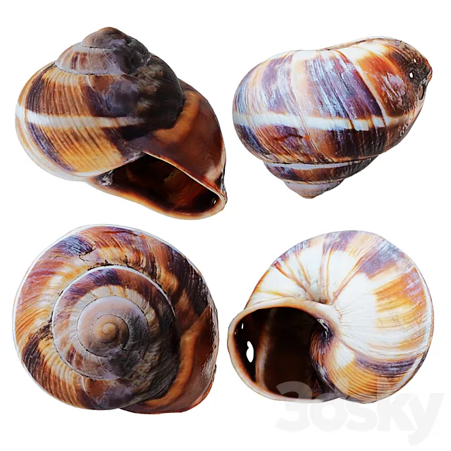 Empty Shell Snail 3DS Max Model