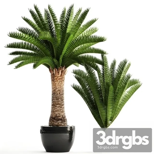 Encephalartos Altensteinii 3dsmax Download