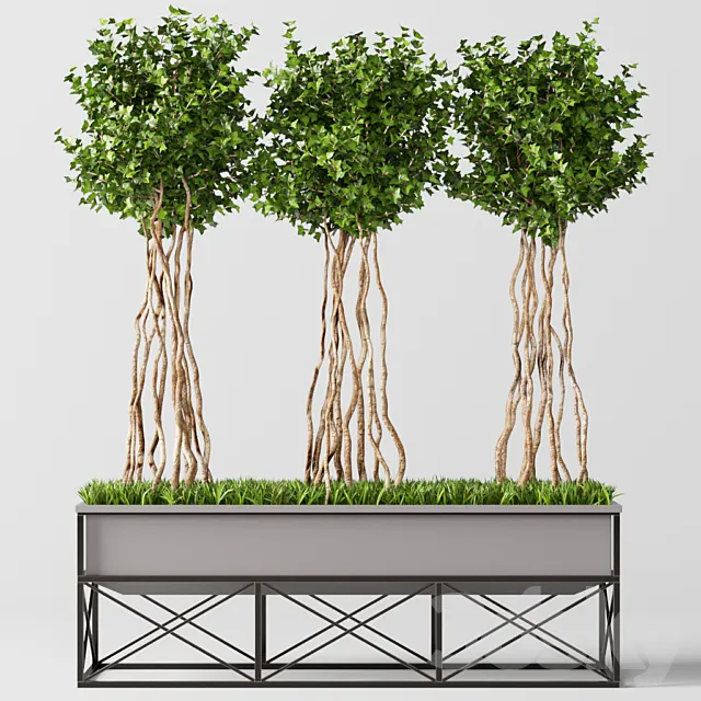 English Ivy Topiary 3DS Max Model