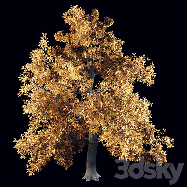 English oak 3DS Max Model