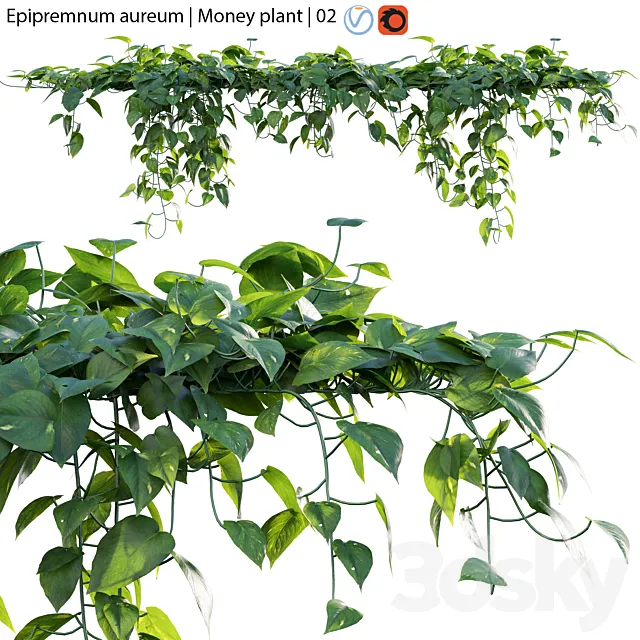 Epipremnum aureum – Money plant – 02 3DS Max Model