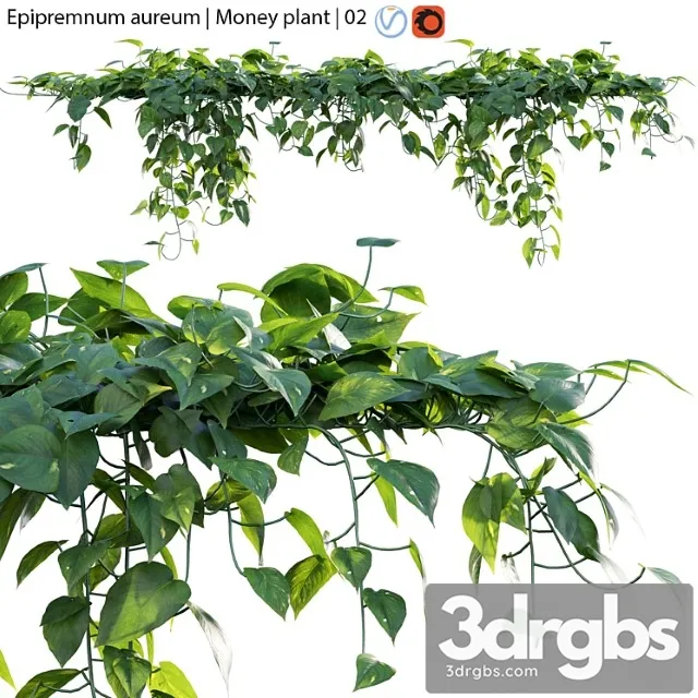 Epipremnum aureum – money plant – 02