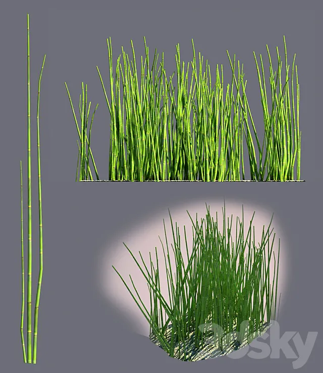 Equisetum 3DS Max Model