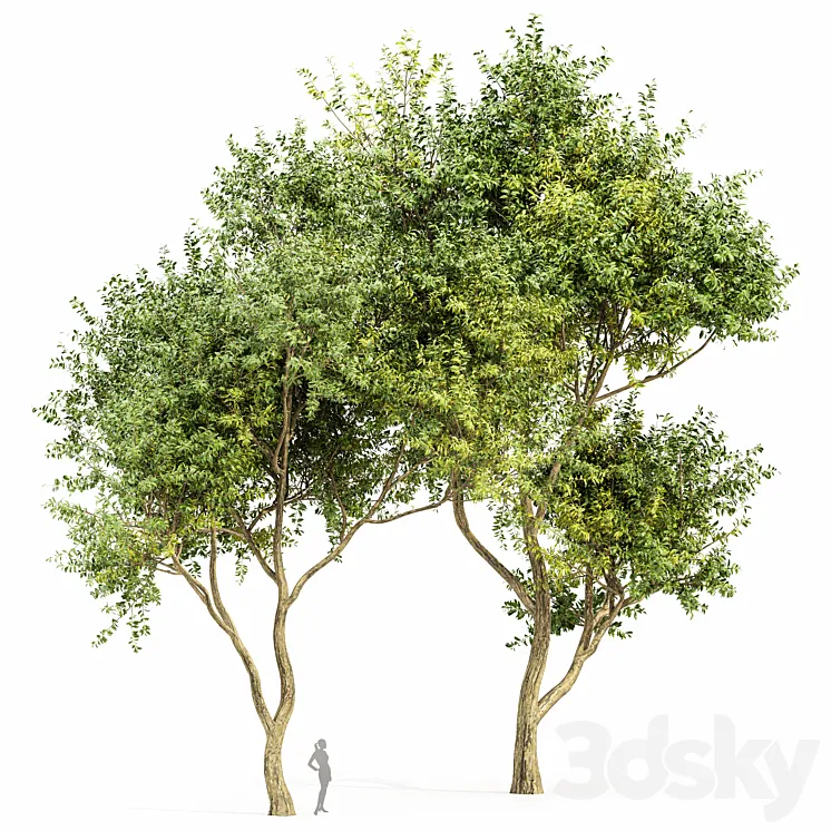 Eucalyptus 2trees 3DS Max