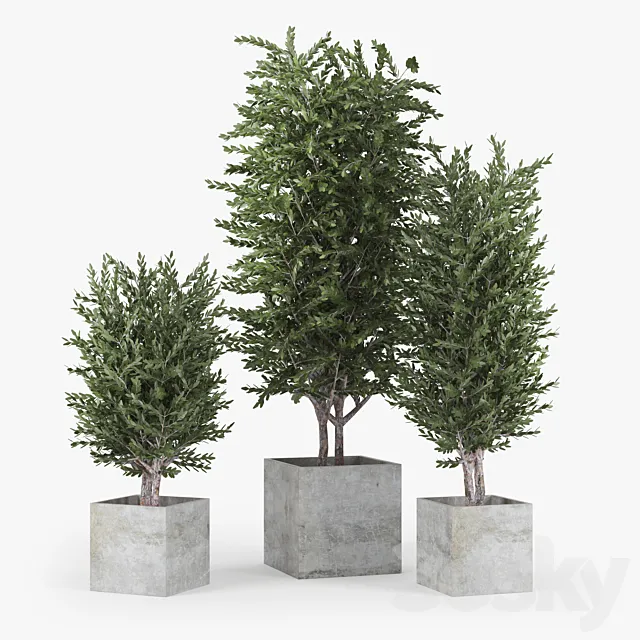 Eucalyptus 3DS Max Model