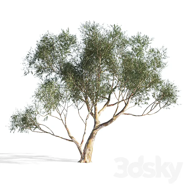 Eucalyptus 6 3ds Max