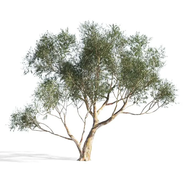 Eucalyptus 6 tree 3dsMax Model