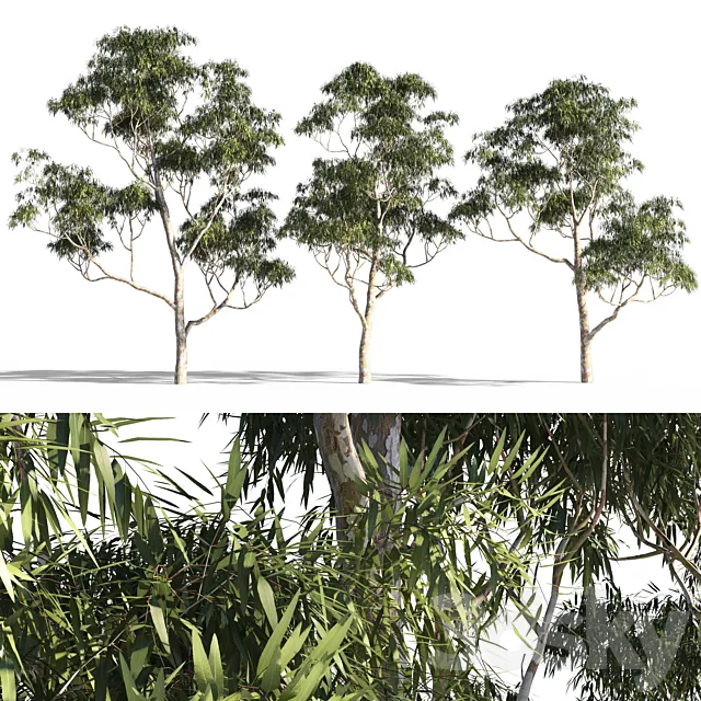 Eucalyptus 7 3ds Max