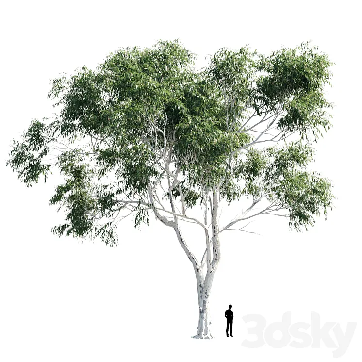 Eucalyptus 8 3DS Max