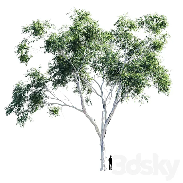 Eucalyptus 9 3DS Max Model